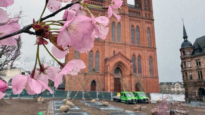 24 neue Bäume und Zisternen sollen Schlossplatz klimaresistent machen 24 neue Bäume und Zisternen sollen Schlossplatz klimaresistent machen