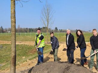 Bierstadt Nord: 83 Bäume gesetzt, zentrale Grünfläche soll Sommer 2026 eröffnen