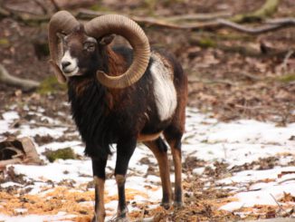 Fasanerie bietet Familienführung zu Überlebensstrategien von Wildtieren im Winter