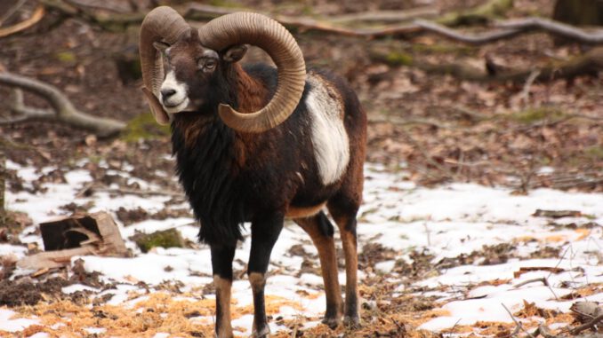 Fasanerie bietet Familienführung zu Überlebensstrategien von Wildtieren im Winter Fasanerie bietet Familienführung zu Überlebensstrategien von Wildtieren im Winter