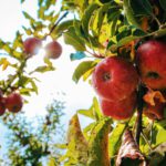 Frankfurter Apfel wird als erster Obstbaum des Jahres vor dem Landratsamt Groß Gerau gepflanzt